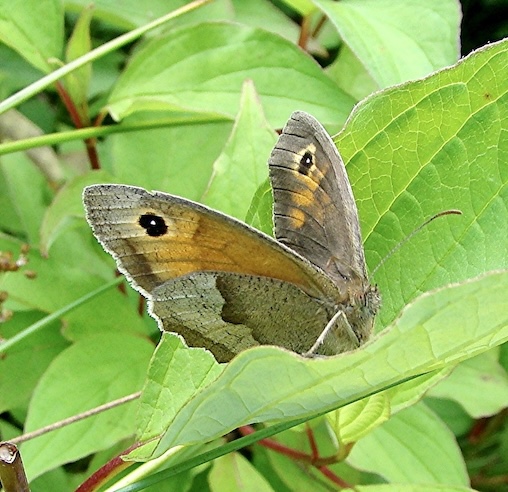meadow brown
